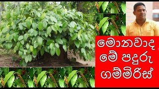 පදුරු ගම්මිරිස් කියන්නේ මොනවාද What is bush pepper ගම්මිරිස් වගාව paduru gammiris ගෙවතු වගාව [upl. by Malamud884]