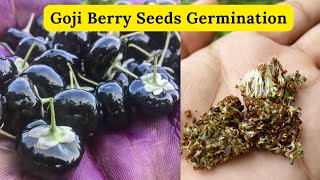 Black Goji Berry Seeds Germination  Wolfberry  Rare Garden [upl. by Nolita]