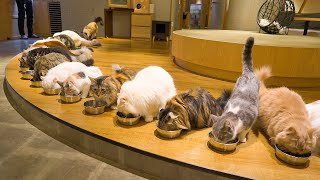 Visiting the Biggest Cat Cafe in Japan  Cat Cafe MOCHA Lounge Shinjuku  ASMR [upl. by Nasya505]