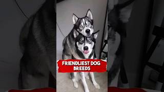 Top 10 friendliest dog breeds [upl. by Gordie4]