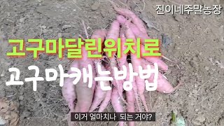 고구마캐는방법고구마달린위치알면 상처없이 고구마 캐는방법 [upl. by Elsbeth898]