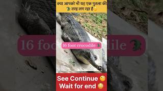 Shocking  16 foot crocodile🐊 viral animals crocodile shortsviral shorts [upl. by Norre]