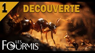 Les fourmis 01 Découverte [upl. by Possing268]