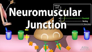 Neuromuscular Junction Animation [upl. by Marpet]