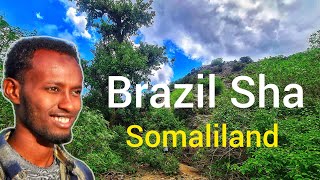 Waxaan Ku lumay Kaymaha Brazil Sha ee Buurta Sheekh Dawga Sheekh Somaliland [upl. by Acysej997]