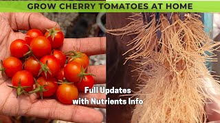 How to Grow Hydroponic Cherry Tomatoes  DWC system  Full Updates [upl. by Halilahk629]