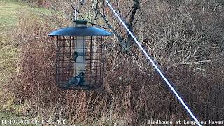 Chickadees Nuthatches Goldfinches Tufted Titmouses and more [upl. by Atikir468]