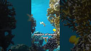 Coral Reefs The Rainforests of the Sea animalfacts [upl. by Allen]