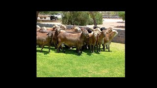 Best sheep breed in the world  Meatmaster Rams in Namibia [upl. by Aennil]