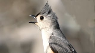 Tufted titmouse call  song  sounds  Bird [upl. by Sapers]