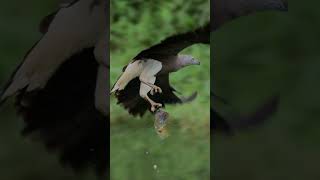 Greyheaded fish eagle got a quite big fish on Oct 4th [upl. by Nelleh]