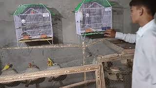 Love Birds small setup Breeding Progress Ehtisham Avairy [upl. by Agata]