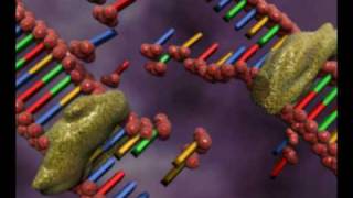 DNA replication animation by interact Medical [upl. by Miki53]