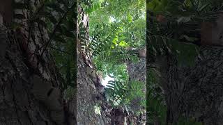 Oakleaf Fern Drynaria quercifolia on Acacia tree ferns tropical plants [upl. by Yrokcaz807]