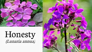 Honesty Lunaria annua identification [upl. by Eimmelc252]