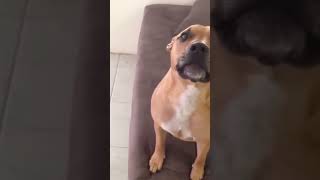 Staffordshire Bull Terrier dog viralvideo youtubevideo youtube chien [upl. by Oam561]