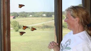 Kathy Freeze Monarch Butterflies amp Purple Martins [upl. by Risan149]