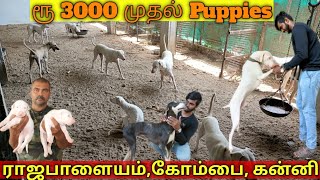 ரூ 3000 முதல் 30000 வரைPuppies For SaleRajapalayam KanniKombaiChippiparaiAnbu Dog Farm [upl. by Dodson]