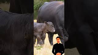 تربية الأبقار 7eleven اكسبلور eminim animals johncena cow cowgoat ترند fridayfunny farm [upl. by Ophelie]