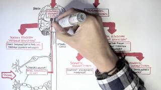 Neurology  Divisions of the Nervous System [upl. by Yecart]