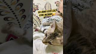 Once again I deceived my Mother 😹😹kandithefunnykitten viralcats viralvideo funnykittens [upl. by Asyle423]