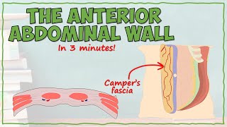 The Anterior Abdominal Wall [upl. by Asenej642]