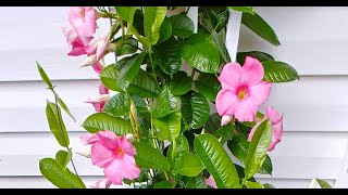 Tips For Growing Mandevilla Vine [upl. by Silado721]