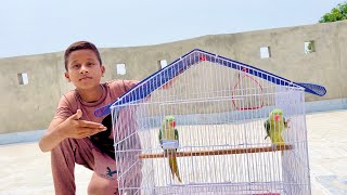 Surprised Me 😍 My New Parrots 🦜 🦜  Dawood Sabir vlogs [upl. by Rabkin]