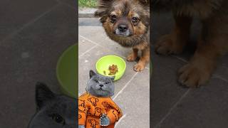 Bring Loving Lunches To Hungry Stray Dogs💓🐶 funnycat catmemes trending [upl. by Mattland]