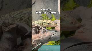 Pet Monitor Lizard🦎quincemonitor monitorlizard lizard reptiles animals pets fyp [upl. by Lerraj]