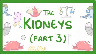 Biology  Kidney Failure Kidneys Part 33 29 [upl. by Osrit]