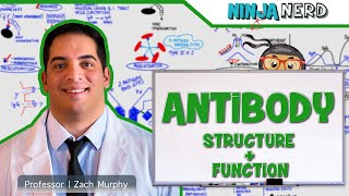 Immunology  Antibody Structure amp Function [upl. by Messab]