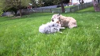 Blue Heeler Mix amp Cairn Terrier Playing [upl. by Vinni203]