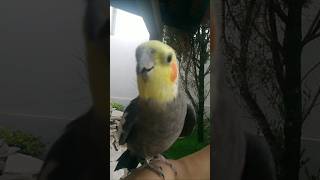 ❤️ Calopsita macho cantando calopisita cockatiel natureza [upl. by Amilah]