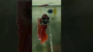 Siamese fighting fish Бойцовая рыбка сиамский петушок [upl. by Merce]