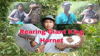 REARING  Asian Giant King Hornet  L Kajiri vlog [upl. by Sirtemed]