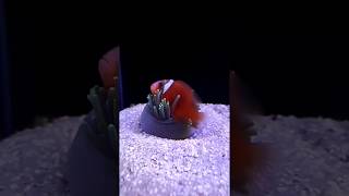 Long Tentacle Anemonesmacrodactyla doreensis Time Lapse [upl. by Aleemaj646]