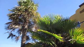 Palm Trees line the main street in Sechelt  BC Canada [upl. by Areem]