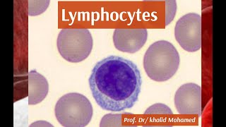 Lymphocytes formation function and interpretation [upl. by Nednyl]