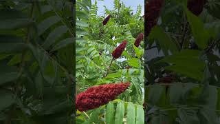 Staghorn Sumac Identification Benefits and Uses  All About Staghorn Sumac [upl. by Meade867]