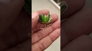 Haworthia maughanii v truncata variegated ☘️ [upl. by Anitserp930]