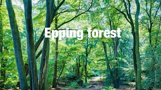 Epping forest  A walk London forest  Essex walk  Epping forest London  Essex Uk [upl. by Drolet]