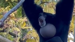 Siamang Gibbons  howling and  screaming Gibbons  suara unik siamang sambil berloncat [upl. by Cranford]