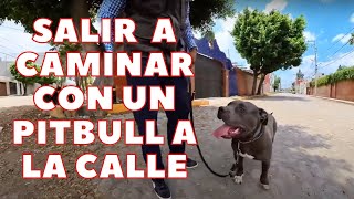 COMO EVITAR QUE TU PERRO TIPO PITBULL ATAQUE A OTRO PERRO EN LA CALLE [upl. by Damarra]