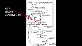 Charging the cells battery with beta hydroxybutyrate [upl. by Seyler]