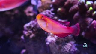 Tanks Carlos Machins 90g Wrasse Tank [upl. by Aivyls108]