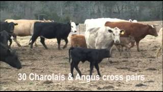 Charolais amp Angus Cross Pairs [upl. by Arnst]