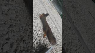 This Squirrel is Way Cooler Than SpiderMan [upl. by Mahda]