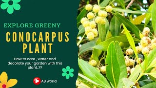 What is Conocarpus Plant  Conocarpus tree Planting and Growth  Conocarpus Tree Benefits [upl. by Assenaj]