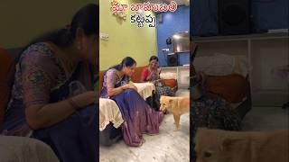 మా బాహుబలి కట్టప్పdoglover viralvideo trendingshorts funny dogslife viralvideos [upl. by Adnaval]